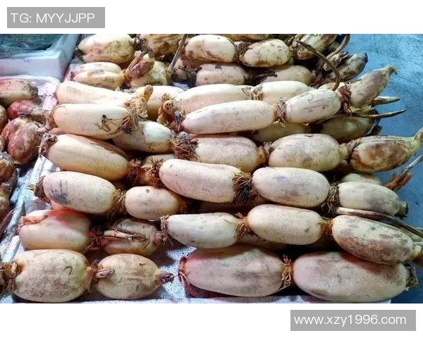 探索cm足球的魅力与发展历程,揭示其在全球体育中的独特地位与影响力 探索cm足球的魅力与发展历程,揭示其在全球体育中的独特地位与影响力